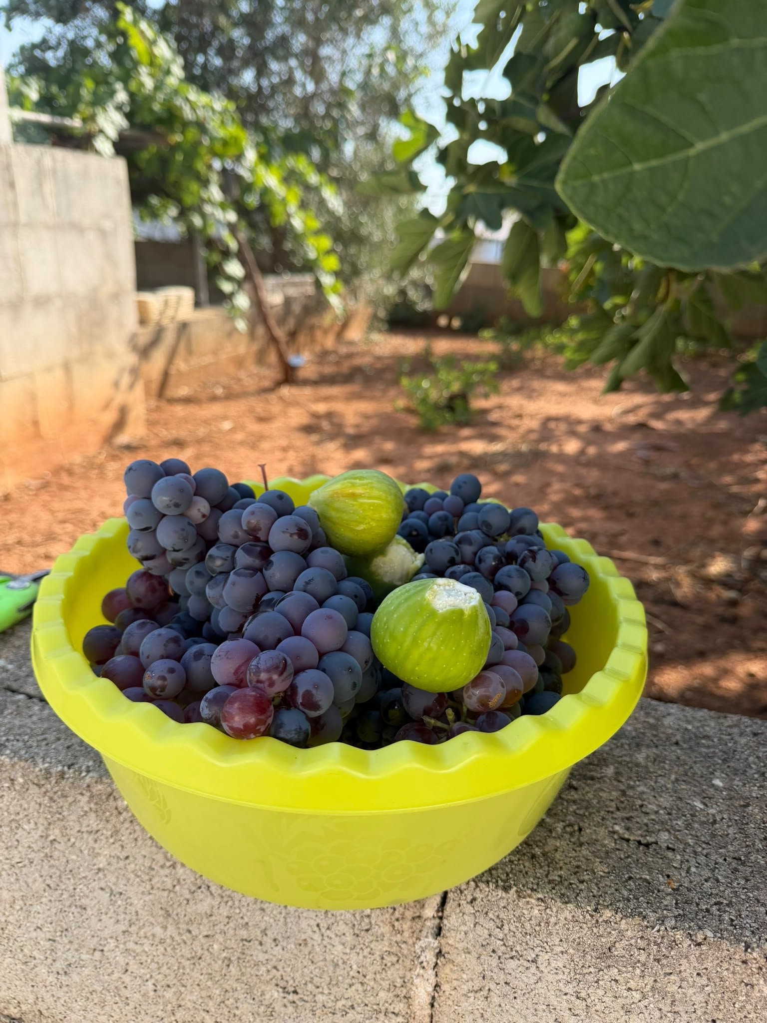 Uva e fichi raccolti in giardino